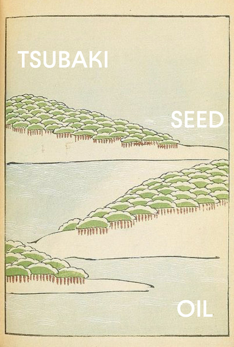 Ingredient to Know: <br>Tsubaki Seed Oil